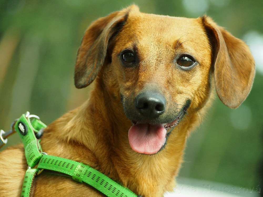 Pan Woody - vrchní kontrolór kvality :)